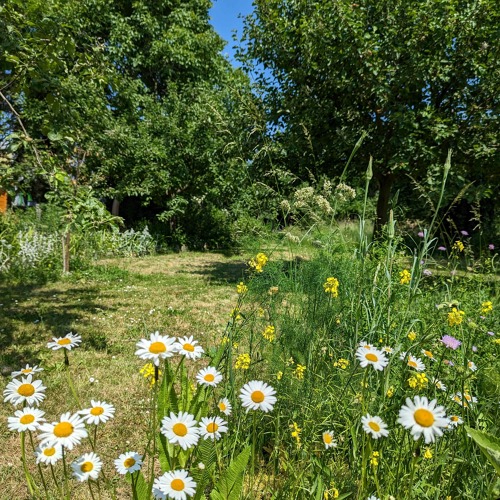 Workshop: Wie legt man eine Blühwiese an?